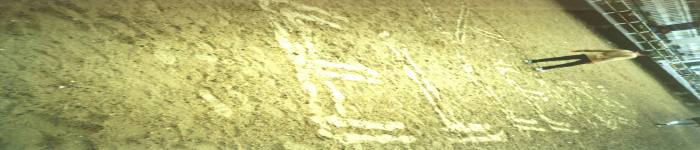 Ellendee banner image